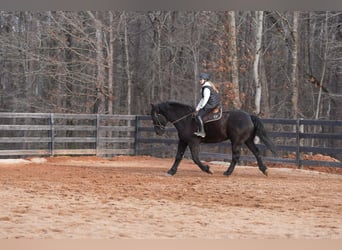 Percheron Mix, Wallach, 6 Jahre, 173 cm, Rappe