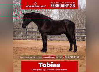 Percheron Mix, Wallach, 6 Jahre, 173 cm, Rappe