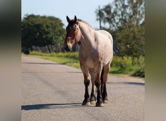 Percheron, Wallach, 6 Jahre, 173 cm, Roan-Bay