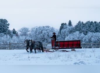 Percheron, Wallach, 6 Jahre, 173 cm, Schimmel