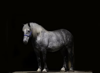 Percheron, Wallach, 6 Jahre, 173 cm, Schimmel
