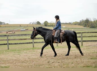 Percheron Mix, Wallach, 6 Jahre, 175 cm, Rappe