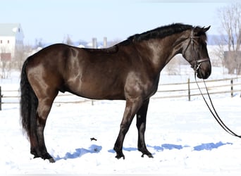 Percheron Mix, Wallach, 6 Jahre, 175 cm, Rappe
