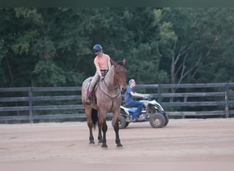 Percheron Mix, Wallach, 6 Jahre, 175 cm, Roan-Bay