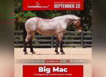 Percheron Mix, Wallach, 6 Jahre, 175 cm, Roan-Bay