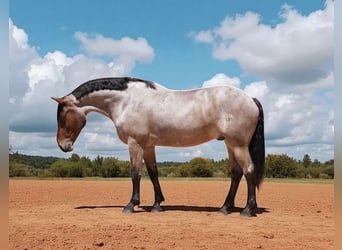 Percheron Mix, Wallach, 6 Jahre, 175 cm, Roan-Bay