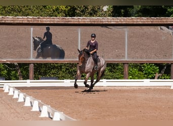 Percheron Mix, Wallach, 6 Jahre, 175 cm, Roan-Bay