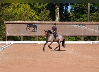 Percheron Mix, Wallach, 6 Jahre, 175 cm, Roan-Bay