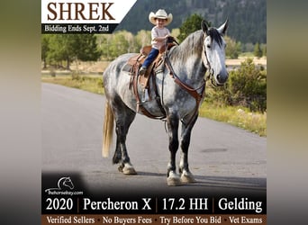 Percheron Mix, Wallach, 6 Jahre, 178 cm, Apfelschimmel