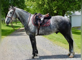 Percheron Mix, Wallach, 6 Jahre, Apfelschimmel