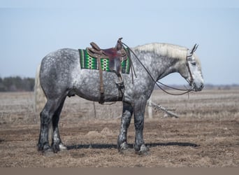 Percheron, Wallach, 6 Jahre, Apfelschimmel