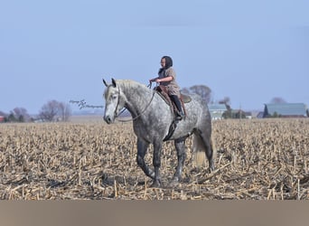 Percheron, Wallach, 6 Jahre, Apfelschimmel