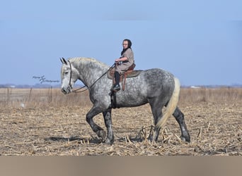 Percheron, Wallach, 6 Jahre, Apfelschimmel