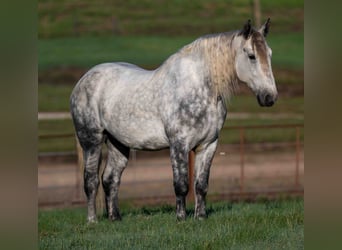 Percheron Mix, Wallach, 6 Jahre, Apfelschimmel