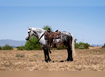 Percheron Mix, Wallach, 6 Jahre, Apfelschimmel