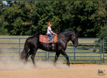 Percheron, Wallach, 6 Jahre, Rappe