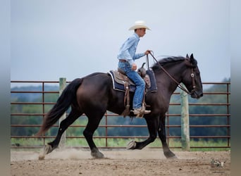 Percheron, Wallach, 6 Jahre, Rappe
