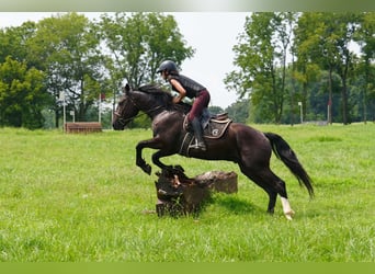 Percheron Mix, Wallach, 6 Jahre, Rappe