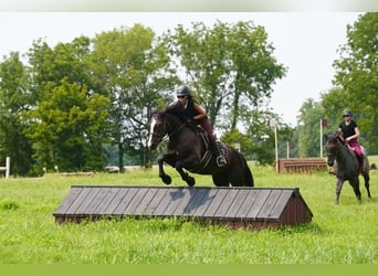 Percheron Mix, Wallach, 6 Jahre, Rappe