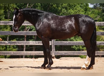 Percheron Mix, Wallach, 6 Jahre, Rappe