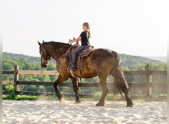 Percheron Mix, Wallach, 6 Jahre, Rappe