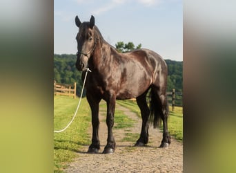Percheron Mix, Wallach, 6 Jahre, Rappe