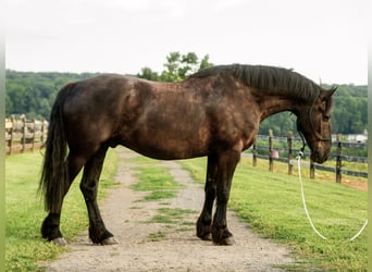 Percheron Mix, Wallach, 6 Jahre, Rappe