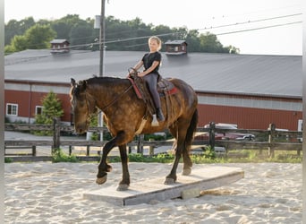 Percheron Mix, Wallach, 6 Jahre, Rappe