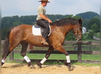 Percheron Mix, Wallach, 6 Jahre, Rappe