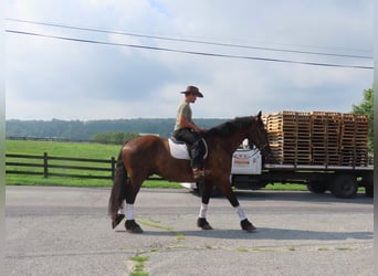 Percheron Mix, Wallach, 6 Jahre, Rappe