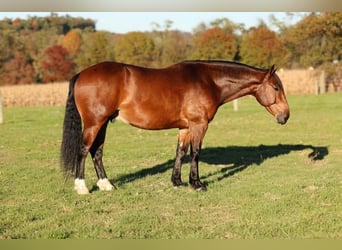 Percheron Mix, Wallach, 6 Jahre, Rotbrauner