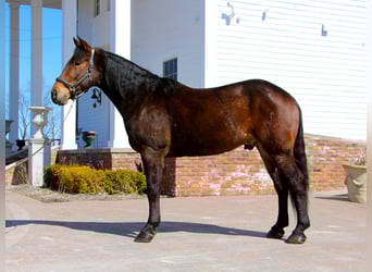 Percheron, Wallach, 6 Jahre, Rotbrauner