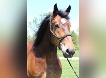 Percheron, Wallach, 6 Jahre, Rotbrauner