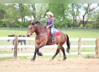 Percheron, Wallach, 6 Jahre, Rotbrauner