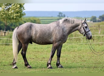 Percheron, Wallach, 6 Jahre, Schimmel