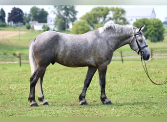 Percheron, Wallach, 6 Jahre, Schimmel