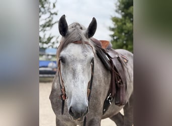 Percheron, Wallach, 6 Jahre, Schimmel