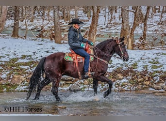 Percheron, Wallach, 7 Jahre, 155 cm, Rappe