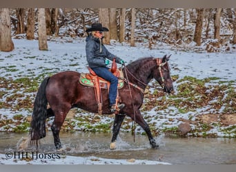 Percheron, Wallach, 7 Jahre, 155 cm, Rappe