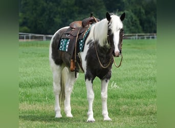 Percheron Mix, Wallach, 7 Jahre, 160 cm, Roan-Blue