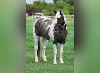 Percheron Mix, Wallach, 7 Jahre, 160 cm, Roan-Blue