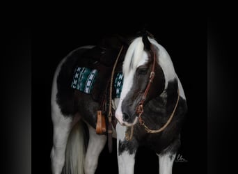 Percheron Mix, Wallach, 7 Jahre, 160 cm, Roan-Blue