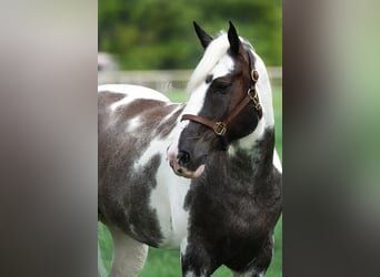 Percheron Mix, Wallach, 7 Jahre, 160 cm, Roan-Blue