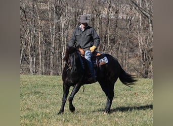 Percheron, Wallach, 7 Jahre, 163 cm, Rappe