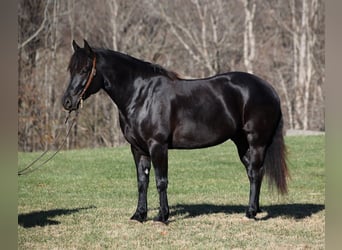 Percheron, Wallach, 7 Jahre, 163 cm, Rappe