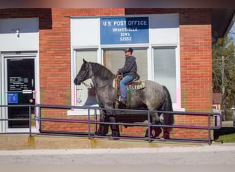 Percheron, Wallach, 7 Jahre, 163 cm, Roan-Blue