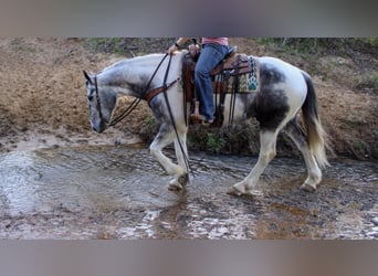 Percheron, Wallach, 7 Jahre, 165 cm, Schimmel