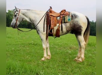 Percheron, Wallach, 7 Jahre, 165 cm, Schimmel