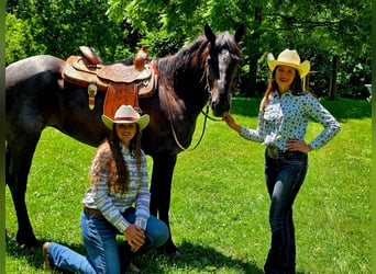 Percheron, Wallach, 7 Jahre, 170 cm, Roan-Blue