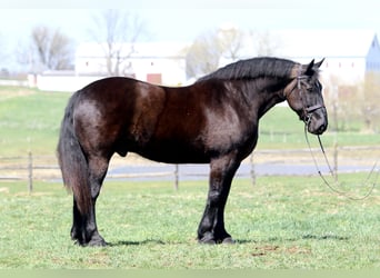 Percheron, Wallach, 7 Jahre, 173 cm, Rappe
